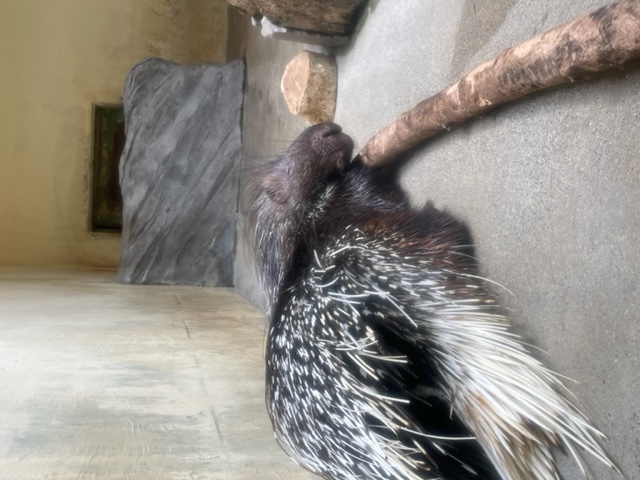 お昼寝